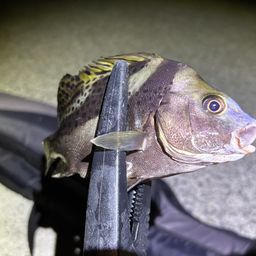 コショウダイ