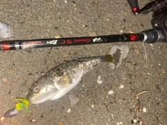 クサフグの釣果