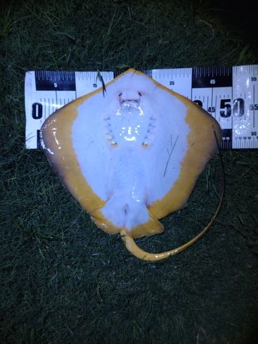 アカエイの釣果