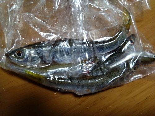 ワカサギの釣果
