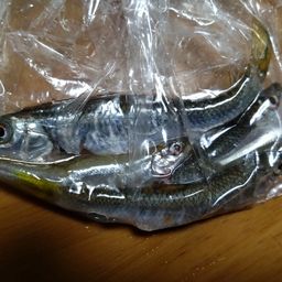 ワカサギ