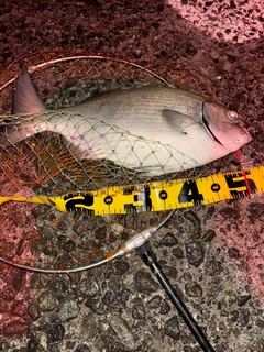 イスズミの釣果