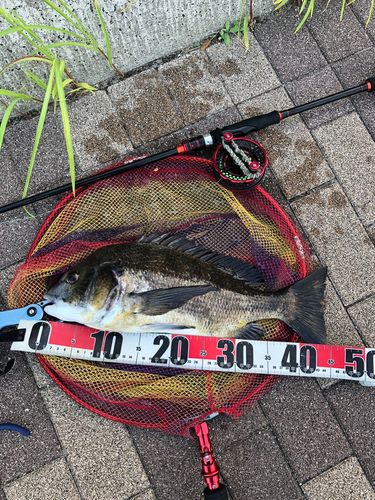 チヌの釣果