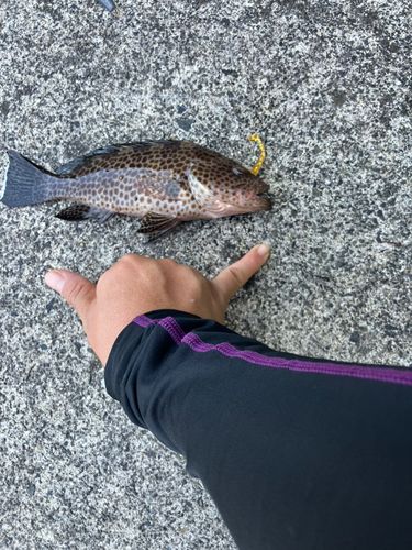 オオモンハタの釣果