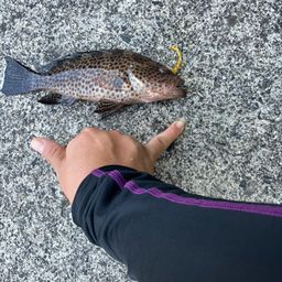 オオモンハタ