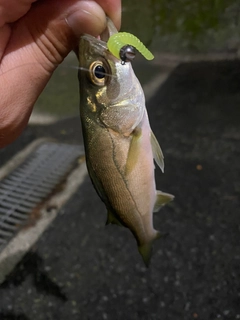 セイゴ（マルスズキ）の釣果