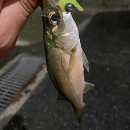 セイゴ（マルスズキ）