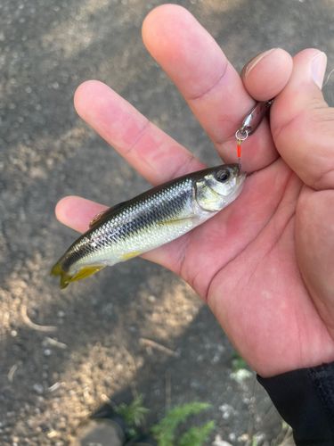 カワムツの釣果