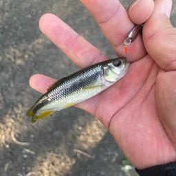 カワムツ