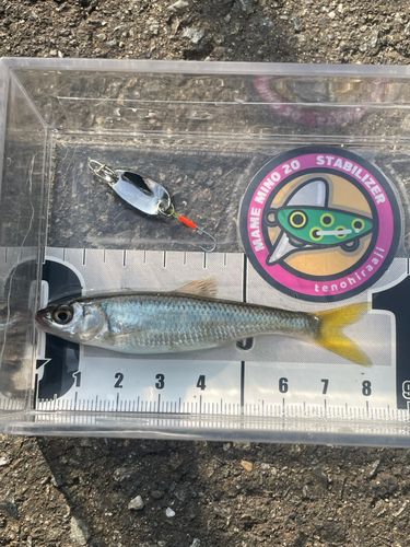 オイカワの釣果