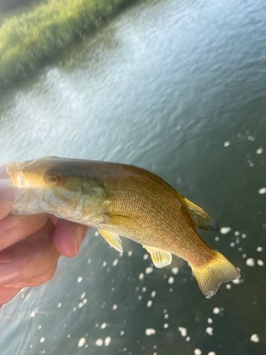 入間川中流