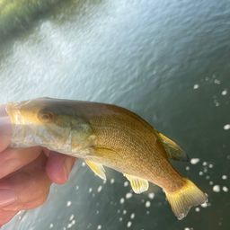 スモールマウスバス