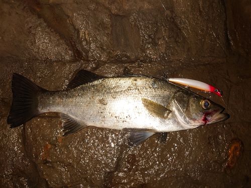 ヒラスズキの釣果