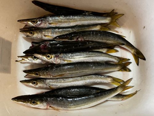 カマスの釣果