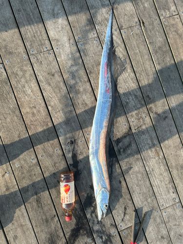 タチウオの釣果