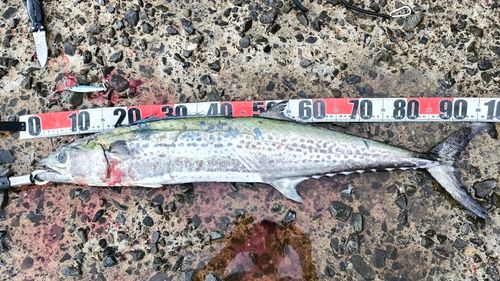 サワラの釣果