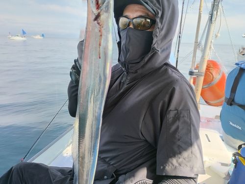タチウオの釣果