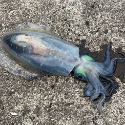 アオリイカ