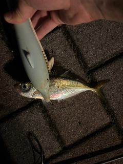 マアジの釣果