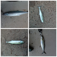 サゴシの釣果