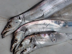 タチウオの釣果