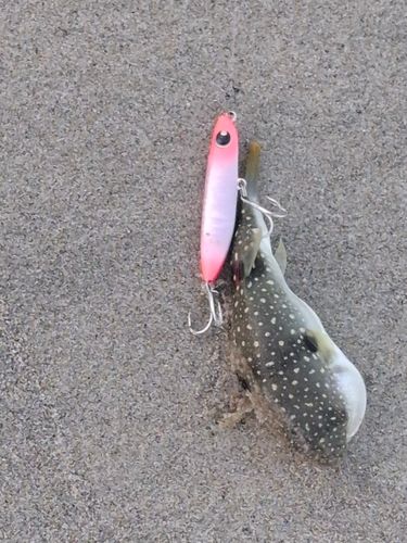 クサフグの釣果
