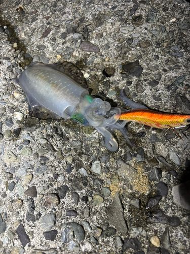 アオリイカの釣果