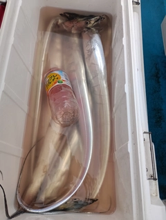 タチウオの釣果