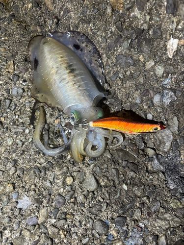 紀伊水道