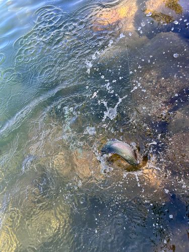 トラウトの釣果