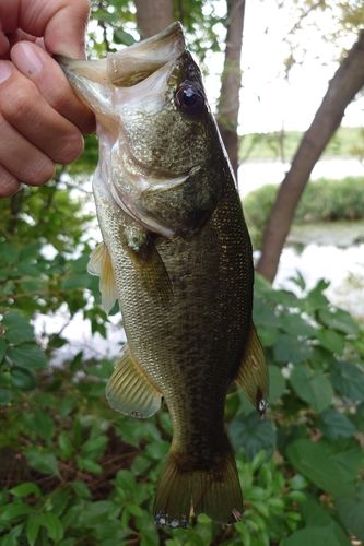 ブラックバスの釣果