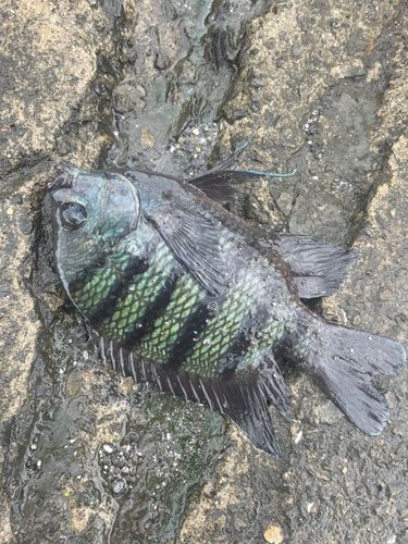 オヤビッチャの釣果