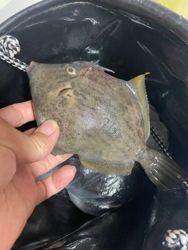 錦江湾