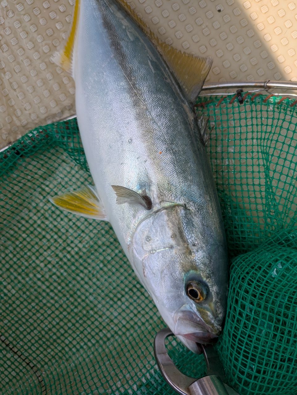 ウメゾーさんの釣果 2枚目の画像