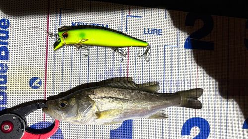 シーバスの釣果