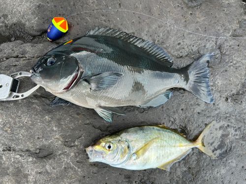 オナガグレの釣果