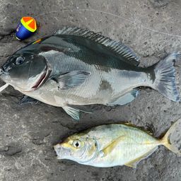 オナガグレ