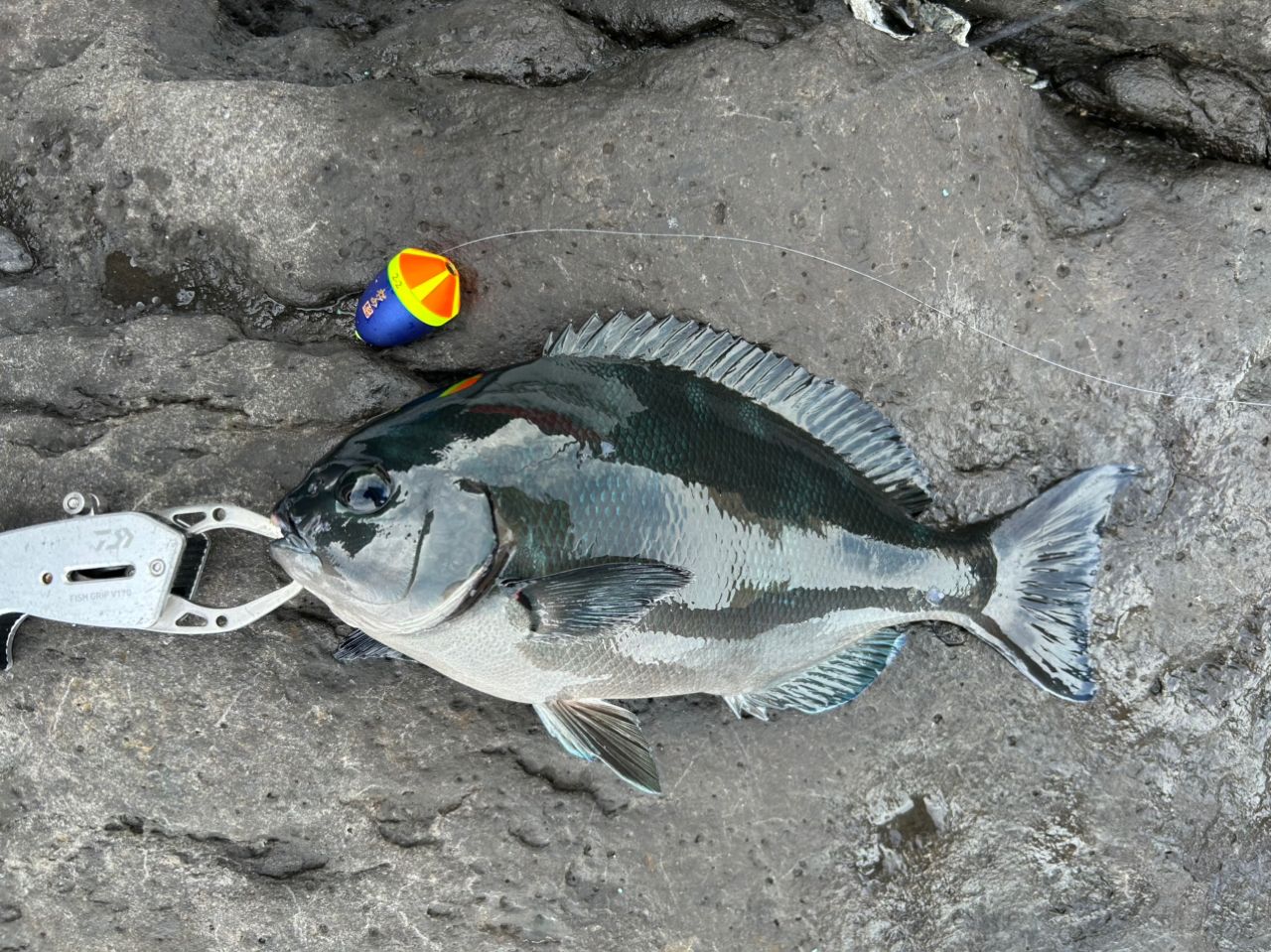オナガグレ