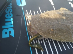 マゴチの釣果