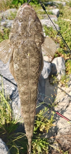 マゴチの釣果