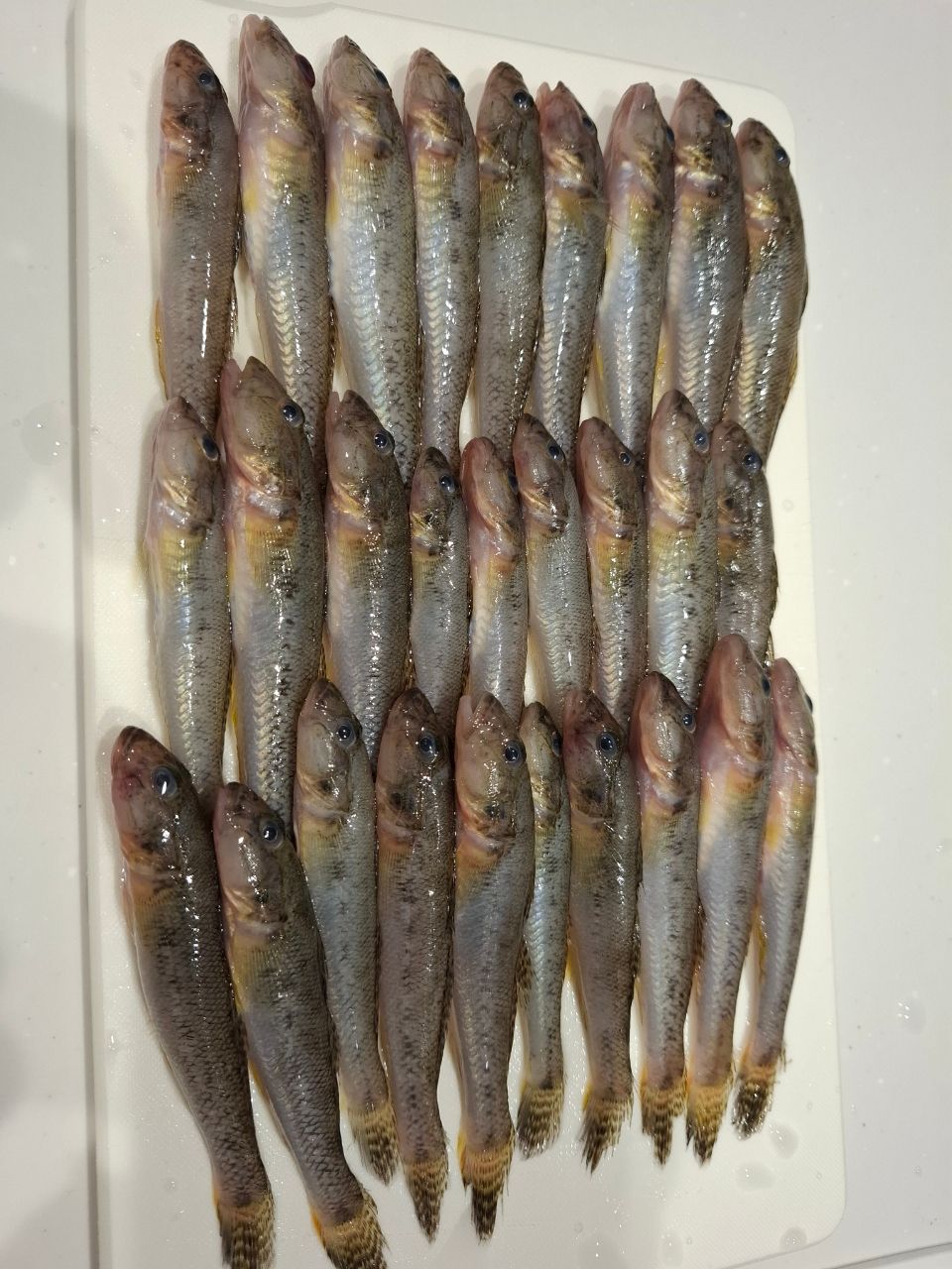 マハゼ