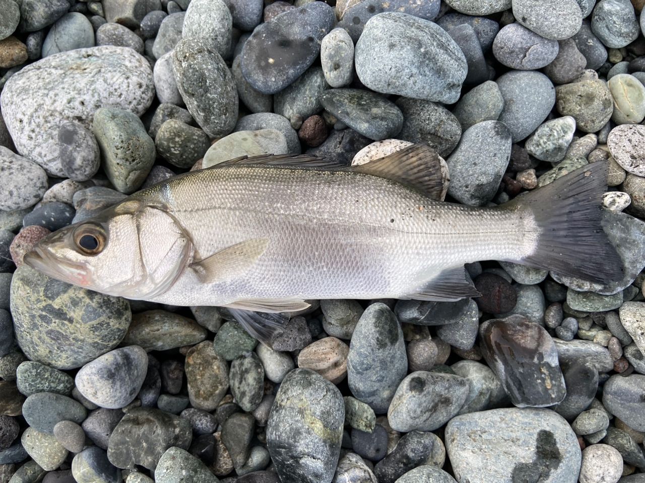 セイゴ（ヒラスズキ）