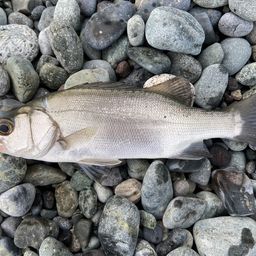 セイゴ（ヒラスズキ）