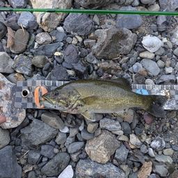 スモールマウスバス