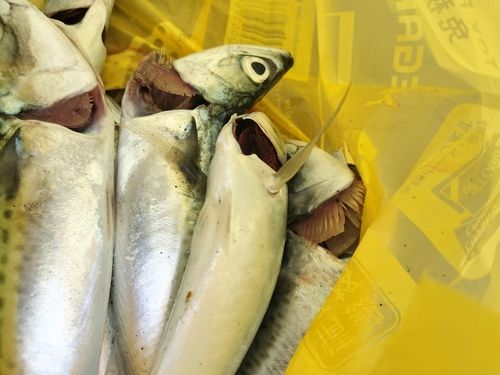 サバの釣果