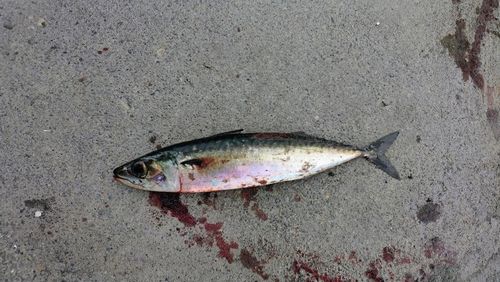 サバの釣果