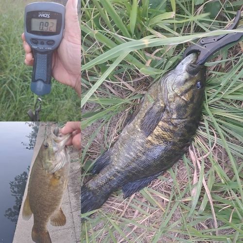スモールマウスバスの釣果