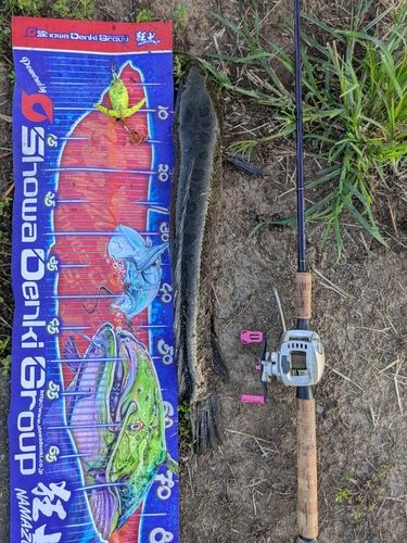 ライギョの釣果