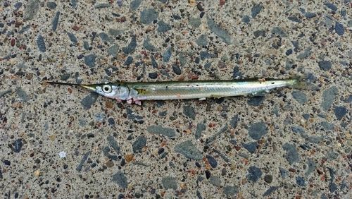 サヨリの釣果