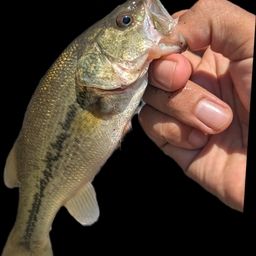 ラージマウスバス